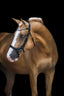 Lumiere Mila Anatomic Leather Bridle - Equine Horse Wear 