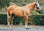 Lumiere Mila Anatomic Leather Bridle - Equine Horse Wear 