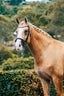Lumiere Mila Anatomic Leather Bridle - Equine Horse Wear 