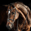 Lumiere Milan Convertible Leather Bridle - Equine Horse Wear 