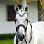Lumiere Saphira Double Bridle - Equine Horse Wear 