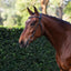 Lumiere Sienna Nosbeandless Bridle - Equine Horse Wear 
