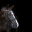 Lumiere Athens Luxury Leather Double Bridle