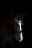 Lumiere Athens Luxury Leather Double Bridle