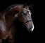 Lumiere Athens Leather Snaffle Bridle