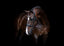 Lumiere Athens Leather Snaffle Bridle