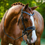 Paris bridle (hanoverian)