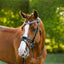 Paris bridle (hanoverian)