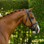 Paris bridle (hanoverian)