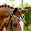 Paris bridle (cavesson)