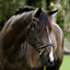Perseus bridle (convertible)