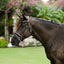 Perseus bridle (convertible)