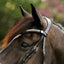 Perseus bridle (convertible)