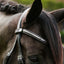 Perseus bridle (convertible)