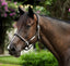 Lumiere Perseus Leather Halter