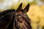 Pia Grackle Bridle