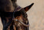 Pia Grackle Bridle
