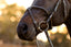 Pia Grackle Bridle