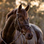 Pia Grackle Bridle