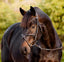 Pia Grackle Bridle