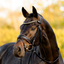Pippa Bridle - Equine Horse Wear - Black / Cob