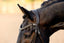 Pippa Bridle