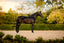 Pippa Bridle