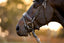 Pippa Bridle