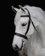 Platinum Show Bridle - Equine Horse Wear - Black / Pony-Black / Cob-Black / Hack-Black / Warmblood-Brown / Pony