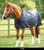 Premier Equine 350g Horse Rug Liner - Equine Horse Wear 