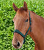 Premier Equine Duco Padded Head Collar with Lead Rope - Equine Horse Wear 