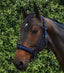 Premier Equine Duco Padded Head Collar with Lead Rope - Equine Horse Wear 