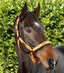 Premier Equine Duco Padded Head Collar with Lead Rope - Equine Horse Wear 