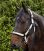 Premier Equine Duco Padded Head Collar with Lead Rope - Equine Horse Wear 