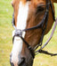 Premier Equine Glorioso Mexican Grackle Noseband - Equine Horse Wear 