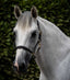 Premier Equine Rego Padded Leather Head Collar - Equine Horse Wear 