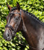 Premier Equine Stellazio Anatomic Snaffle Bridle with Flash - Equine Horse Wear 