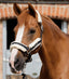 Premier Equine Techno Wool Lined Head Collar - Equine Horse Wear 