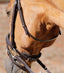 Premier Equine Throatlash - Equine Horse Wear 