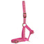 STC Rancher Deluxe Foal Halter - Equine Horse Wear - Pink-Baby Blue