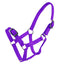 STC Rancher Economy Foal Halter - Equine Horse Wear - Purple-Blue-Hunter Green-Red
