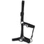STC Rancher Halter with Black Detail - Equine Horse Wear - Black / Full-Black / Cob-Black / Pony-Blue / Full-Blue / Cob