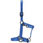 STC Rancher Halter with Black Detail - Equine Horse Wear - Black / Full-Black / Cob-Black / Pony-Blue / Full-Blue / Cob