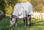nztack Summer Cotton Cooler Combo - Equine Horse Wear 